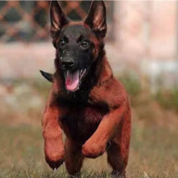 纯种马犬幼犬活体幼犬中大型护卫犬工作犬纯种爆红马犬