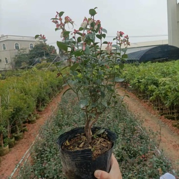 蓝莓袋苗高度40公分量多价优福建漳州
