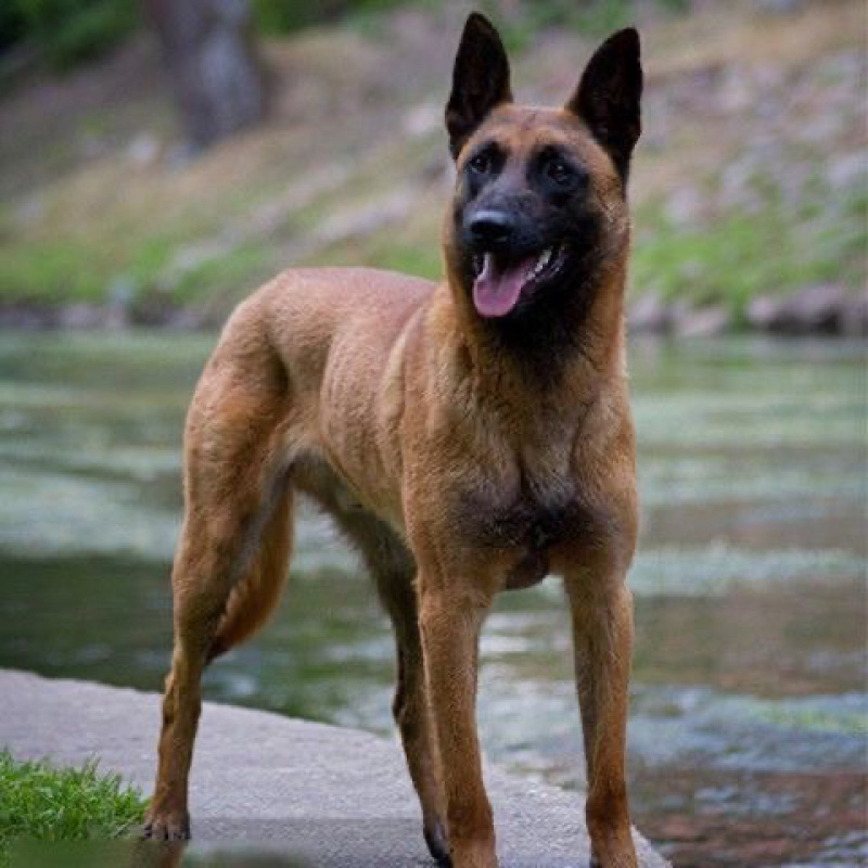 纯种马犬幼犬活体幼犬中大型护卫犬工作犬纯种爆红马犬