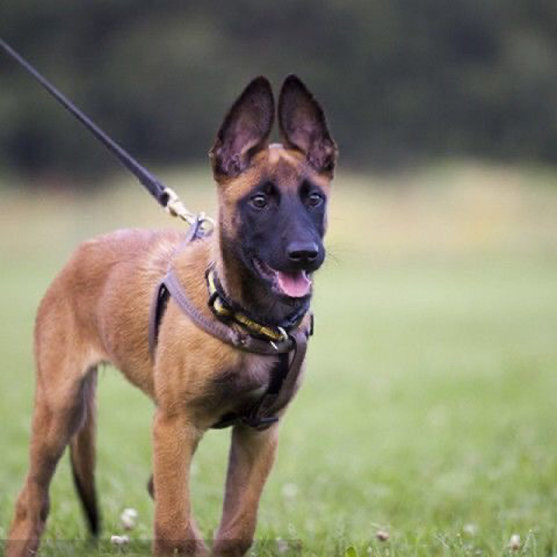 纯种马犬幼犬活体幼犬中大型护卫犬工作犬纯种爆红马犬