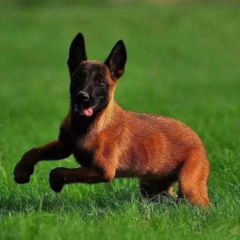 纯种马犬幼犬活体幼犬中大型护卫犬工作犬纯种爆红马犬
