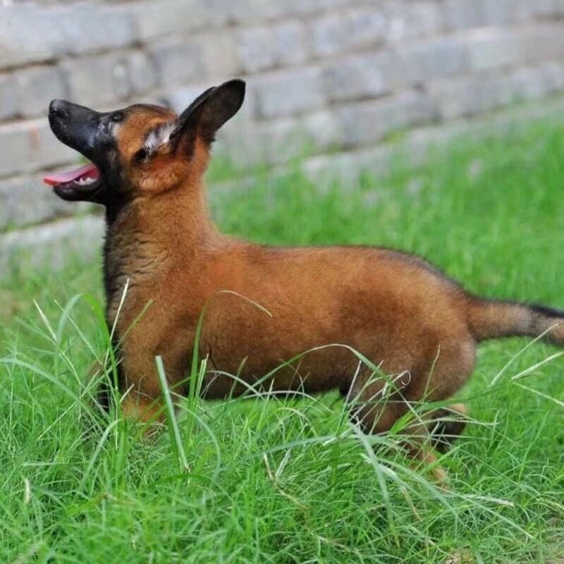 纯种马犬幼犬活体幼犬中大型护卫犬工作犬纯种爆红马犬