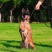 纯种马犬幼犬活体幼犬中大型护卫犬工作犬纯种爆红马犬