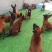 纯种马犬幼犬活体幼犬中大型护卫犬工作犬纯种爆红马犬