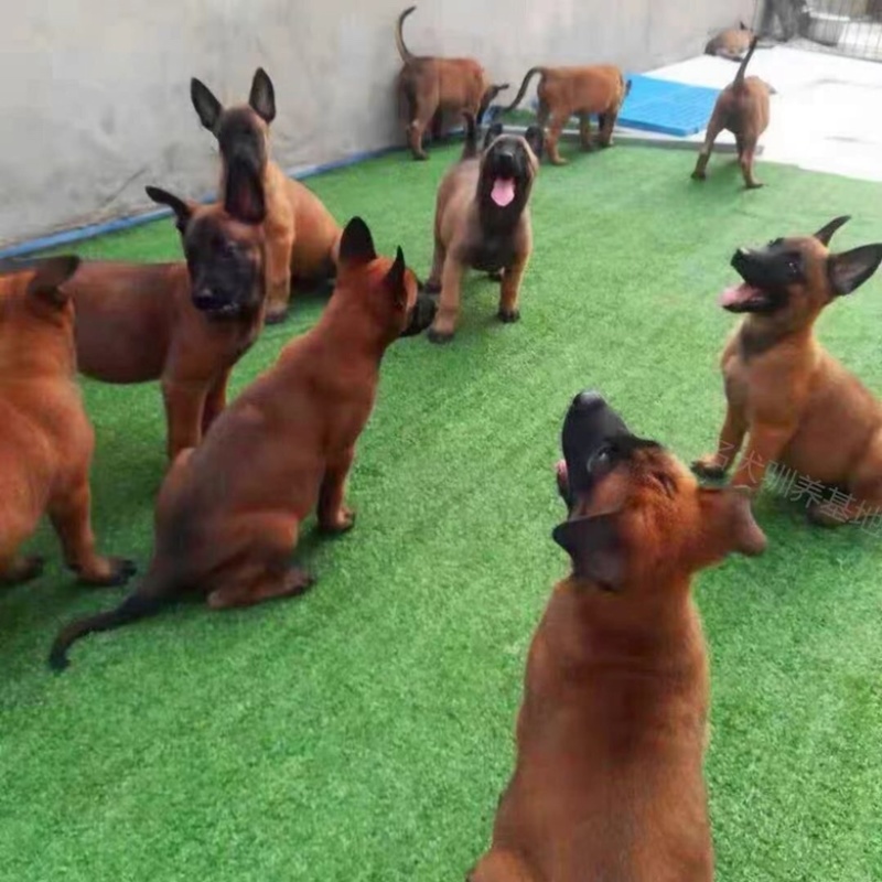 纯种马犬幼犬活体幼犬中大型护卫犬工作犬纯种爆红马犬