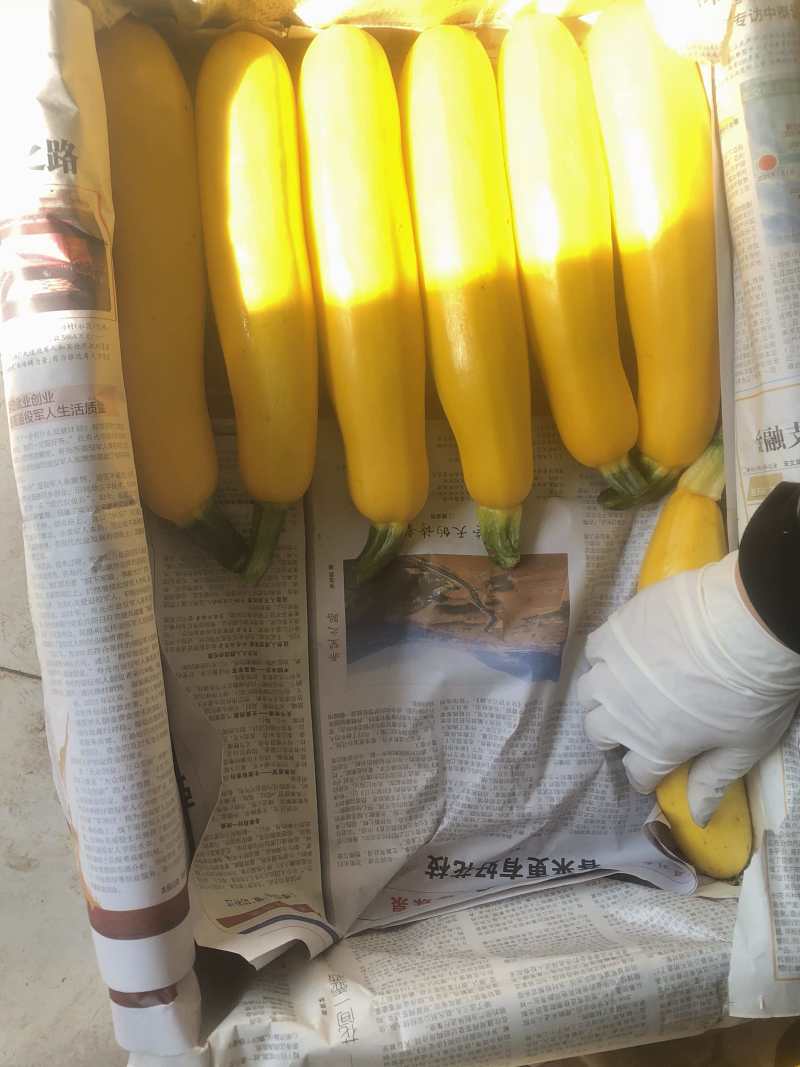 香蕉西葫芦