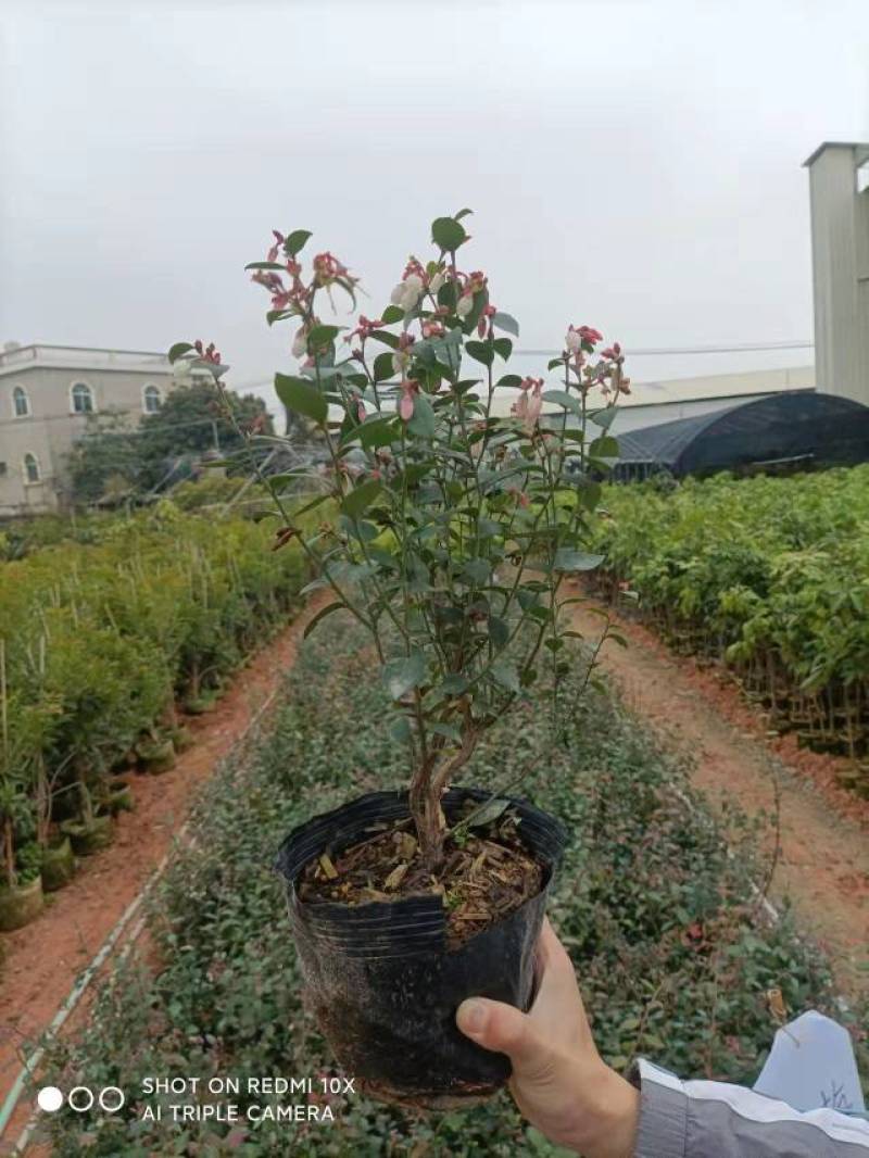蓝莓袋苗高度40公分量多价优福建漳州