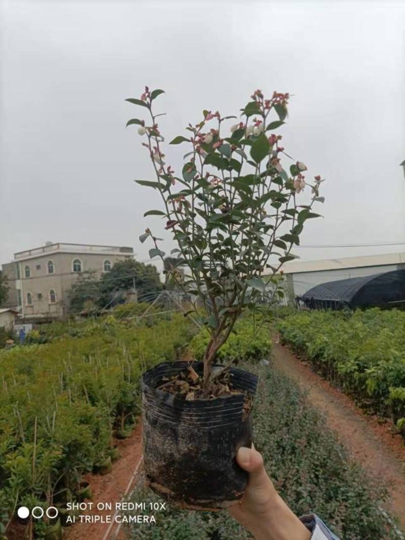 蓝莓袋苗高度40公分量多价优福建漳州