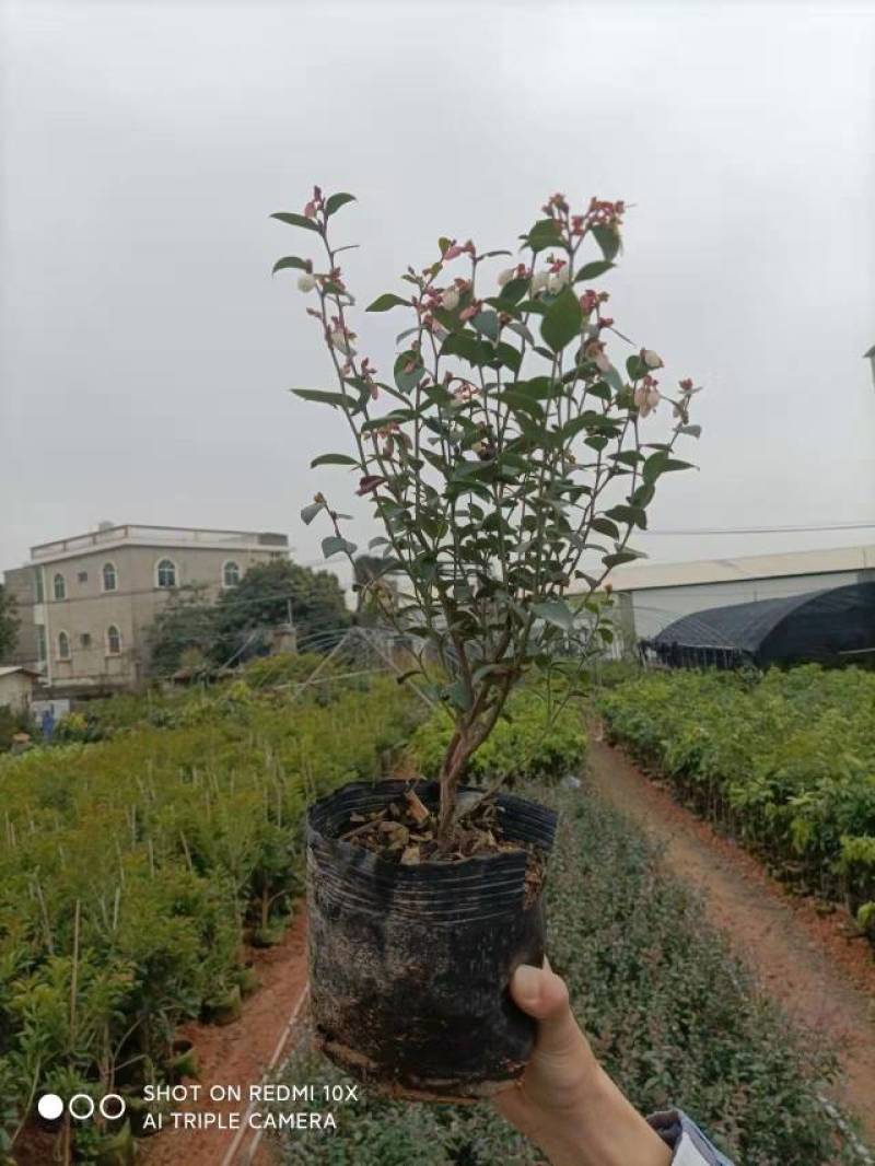 蓝莓袋苗高度40公分量多价优福建漳州