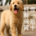 金毛小狗崽纯种金毛狗狗宠物狗小金毛活泼可爱聪明伶俐