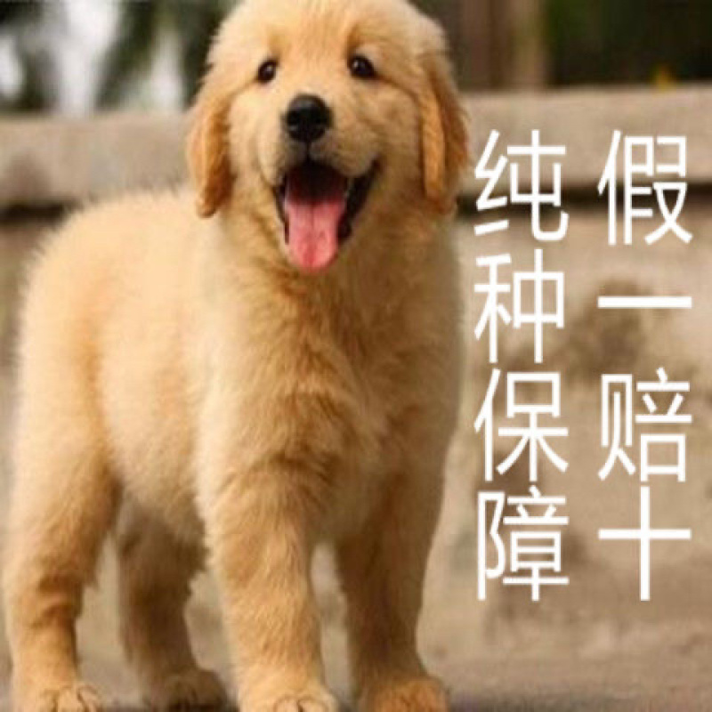 金毛小狗崽纯种金毛狗狗宠物狗小金毛活泼可爱聪明伶俐