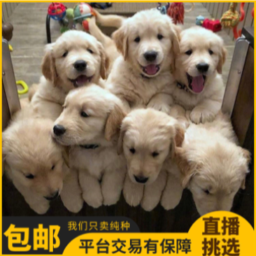 纯种金毛幼犬活体金毛狗宠物狗活体金毛犬幼崽中大型犬