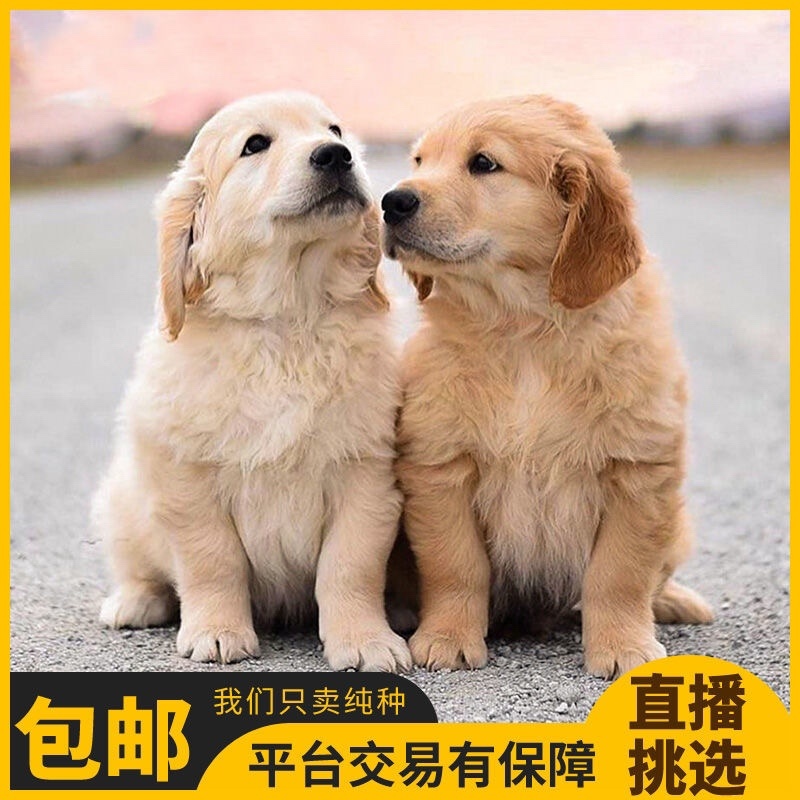 纯种金毛幼犬活体金毛狗宠物狗活体金毛犬幼崽中大型犬