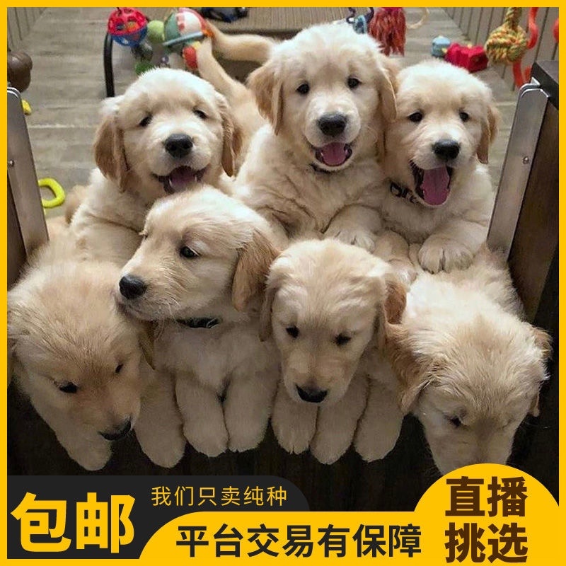 纯种金毛幼犬活体金毛狗宠物狗活体金毛犬幼崽中大型犬