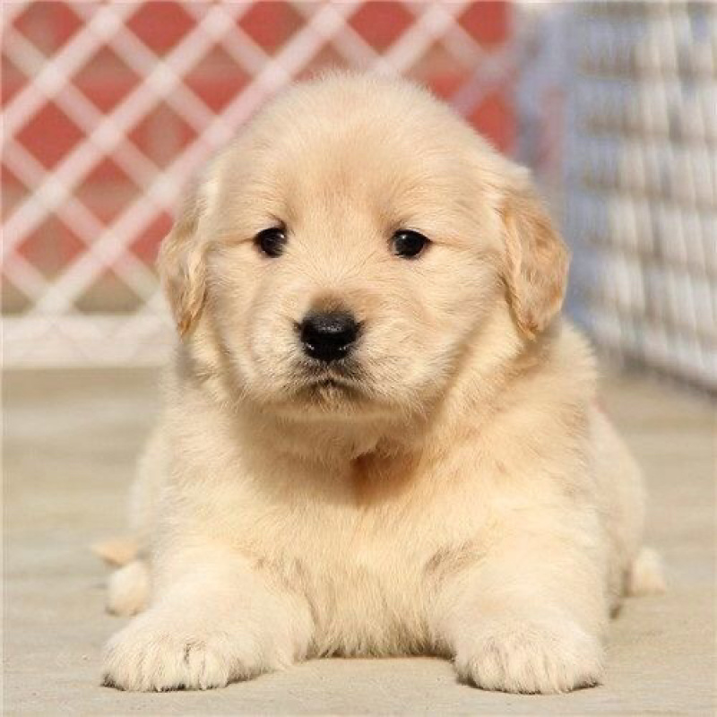 纯种金毛幼犬活体金毛狗宠物狗活体金毛犬幼崽中大型犬