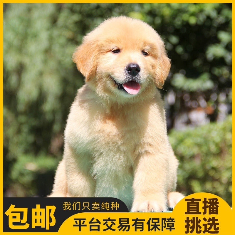 纯种金毛幼犬活体金毛狗宠物狗活体金毛犬幼崽中大型犬