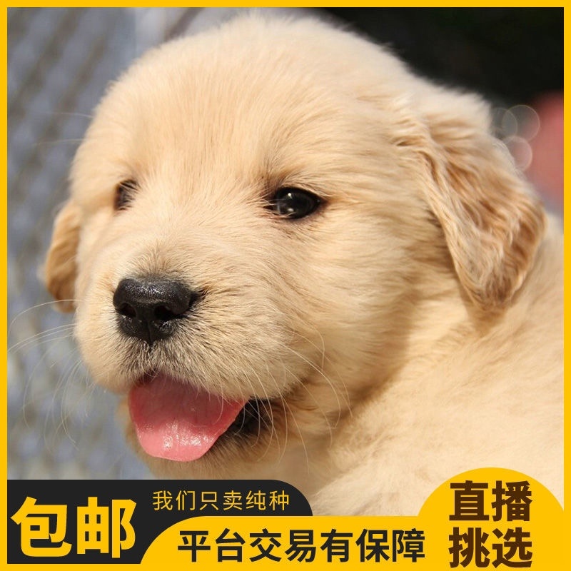 纯种金毛幼犬活体金毛狗宠物狗活体金毛犬幼崽中大型犬