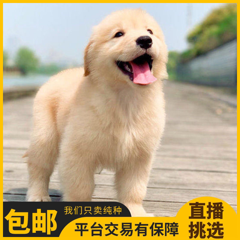 纯种金毛幼犬活体金毛狗宠物狗活体金毛犬幼崽中大型犬