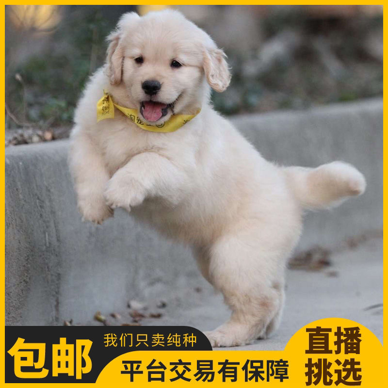 纯种金毛幼犬活体金毛狗宠物狗活体金毛犬幼崽中大型犬