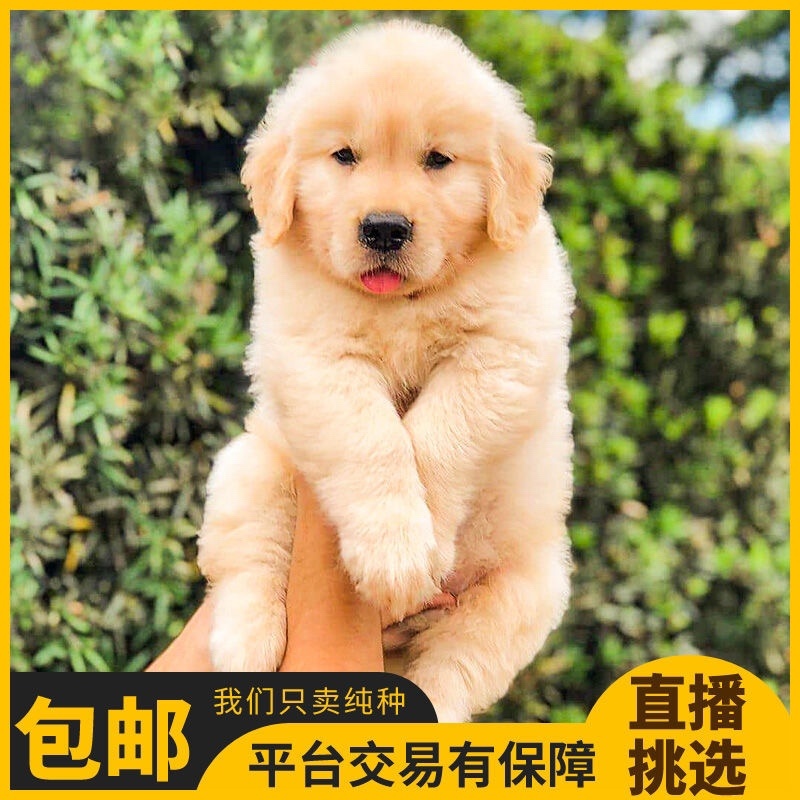 纯种金毛幼犬活体金毛狗宠物狗活体金毛犬幼崽中大型犬