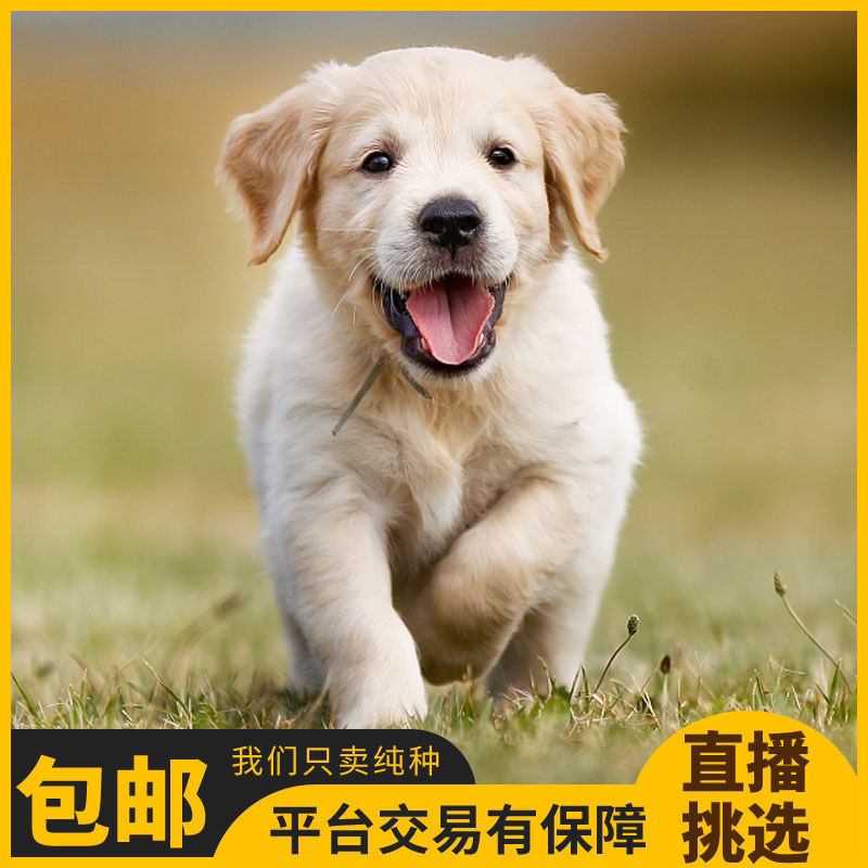 纯种金毛幼犬活体金毛狗宠物狗活体金毛犬幼崽中大型犬