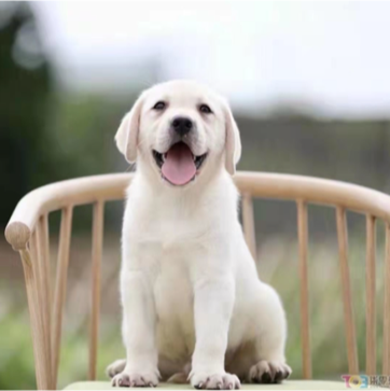 纯种拉布拉多幼犬活体神犬小七巡回导盲犬纯种拉布拉多