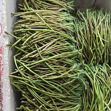 野生蓠蒿