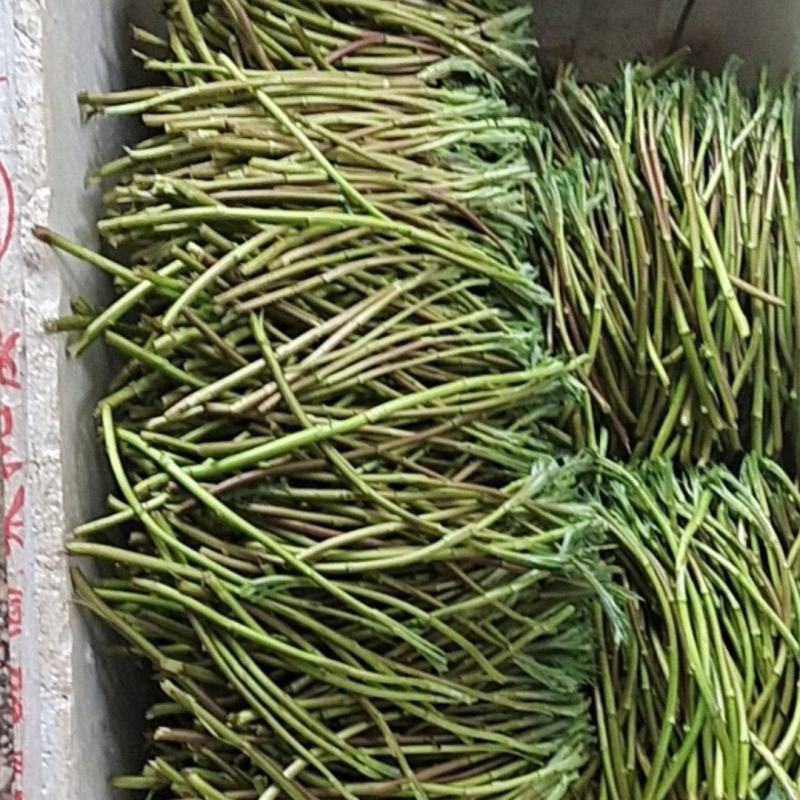 野生蓠蒿