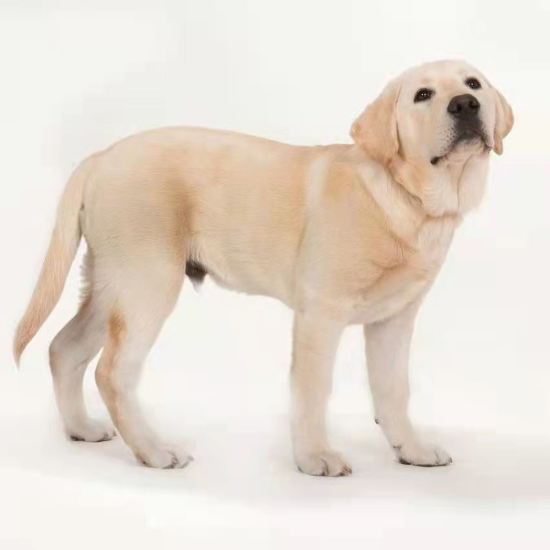 纯种拉布拉多幼犬活体神犬小七巡回导盲犬纯种拉布拉多