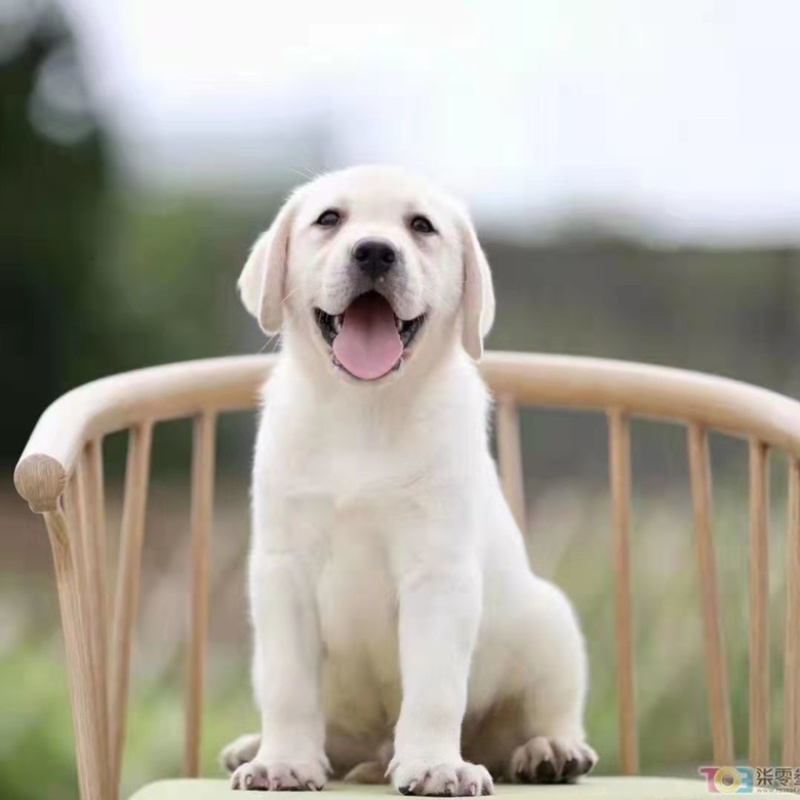 纯种拉布拉多幼犬活体神犬小七巡回导盲犬纯种拉布拉多