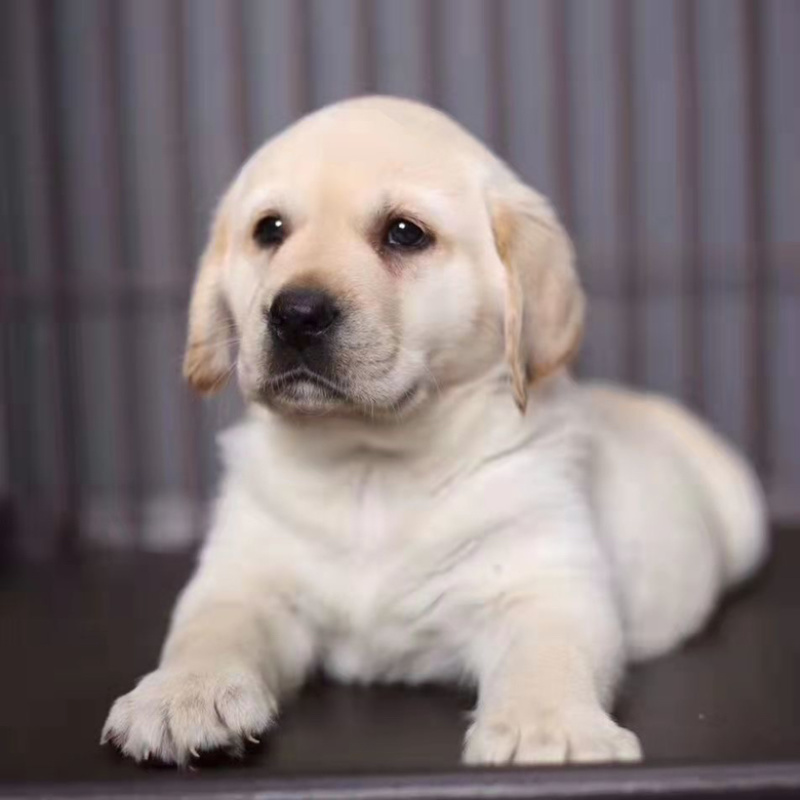 纯种拉布拉多幼犬活体神犬小七巡回导盲犬纯种拉布拉多
