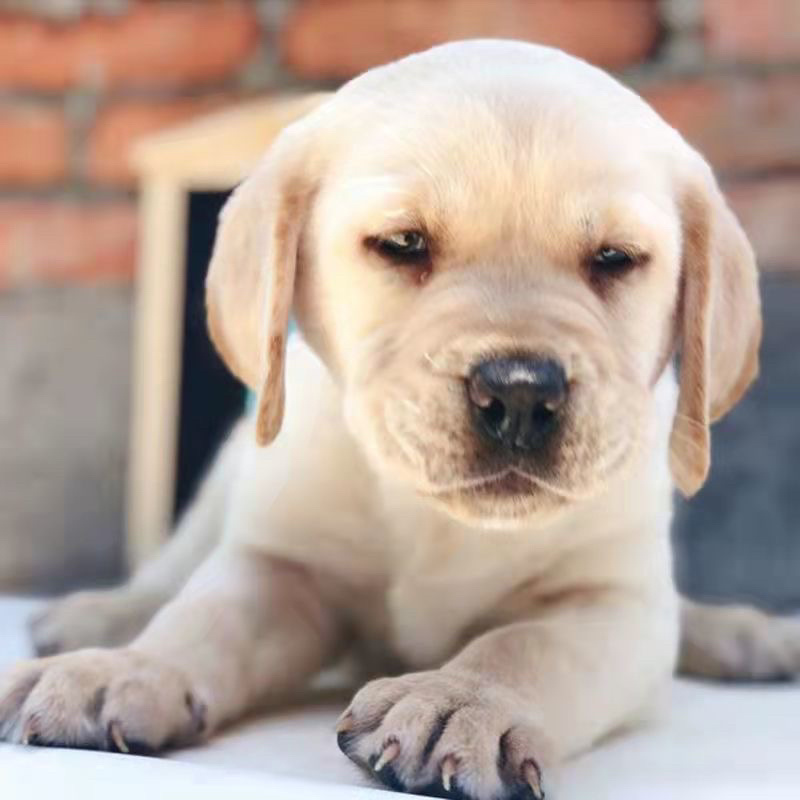 纯种拉布拉多幼犬活体神犬小七巡回导盲犬纯种拉布拉多