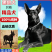 黑狼犬幼犬纯种巨大黑色狼狗正宗便宜看家护院镇宅辟邪