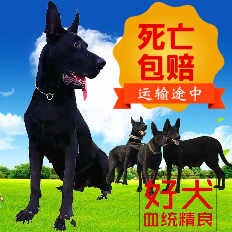 黑狼犬幼犬纯种巨大黑色狼狗正宗便宜看家护院镇宅辟邪