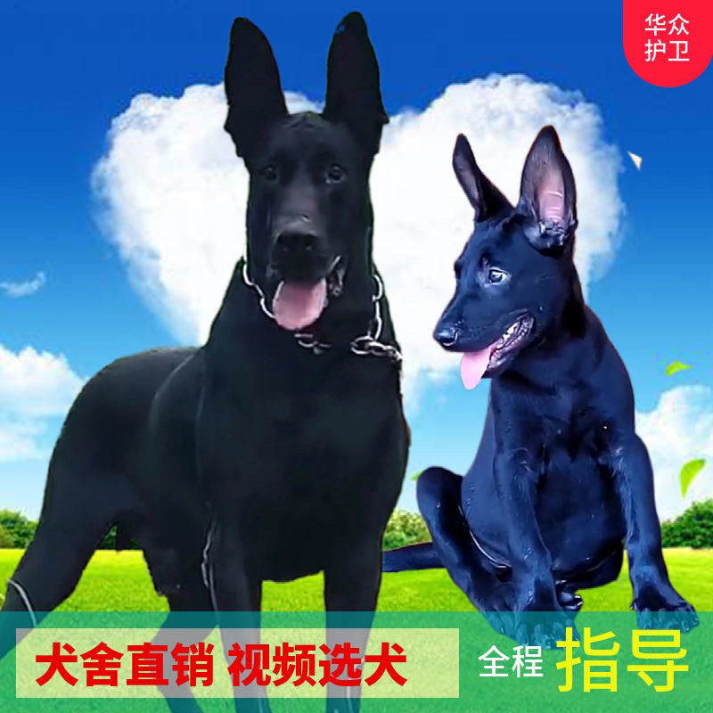 黑狼犬幼犬纯种巨大黑色狼狗正宗便宜看家护院镇宅辟邪