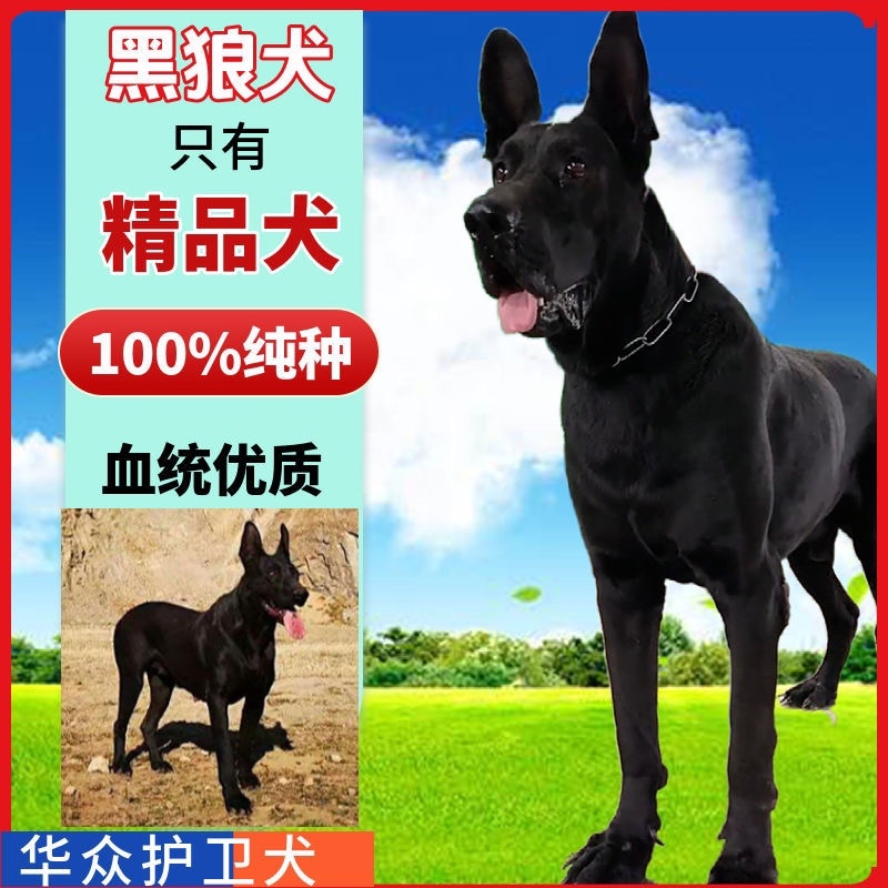 黑狼犬幼犬纯种巨大黑色狼狗正宗便宜看家护院镇宅辟邪