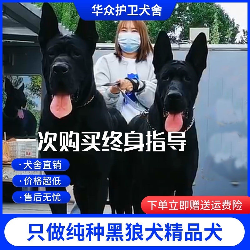 黑狼犬幼犬纯种巨大黑色狼狗正宗便宜看家护院镇宅辟邪