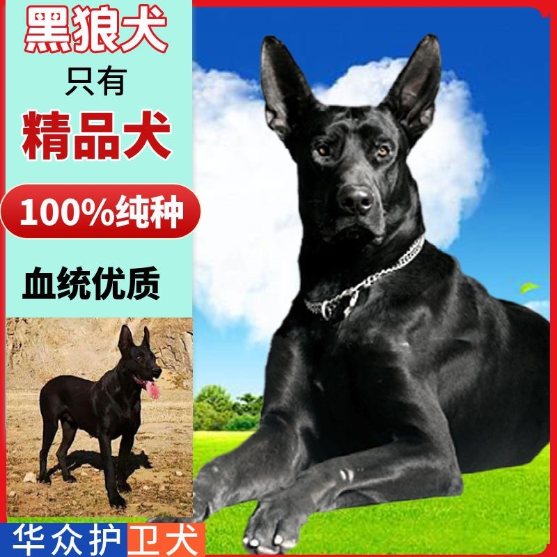黑狼犬幼犬纯种巨大黑色狼狗正宗便宜看家护院镇宅辟邪
