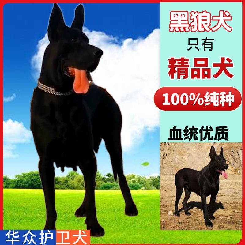 黑狼犬幼犬纯种巨大黑色狼狗正宗便宜看家护院镇宅辟邪