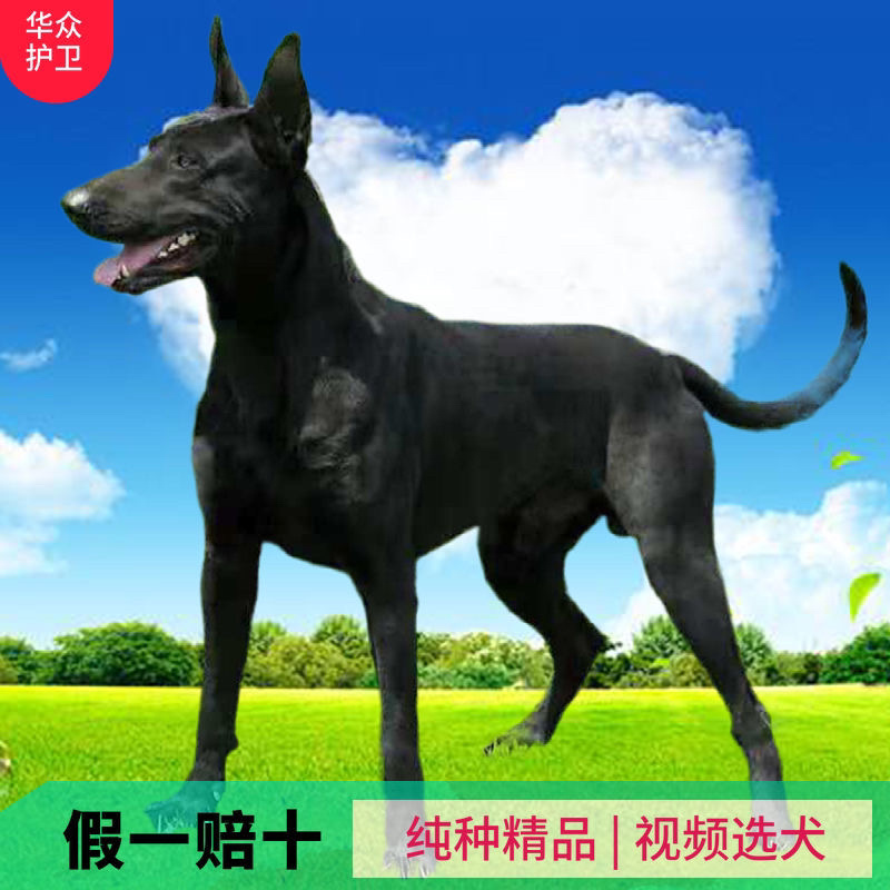 黑狼犬幼犬纯种巨大黑色狼狗正宗便宜看家护院镇宅辟邪