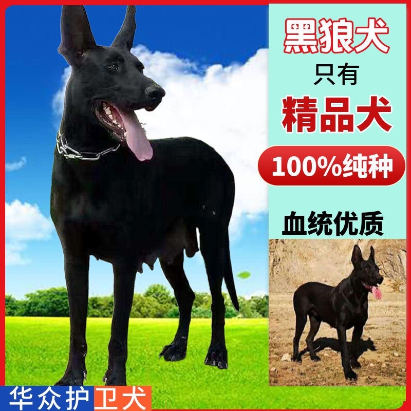 黑狼犬幼犬纯种巨大黑色狼狗正宗便宜看家护院镇宅辟邪