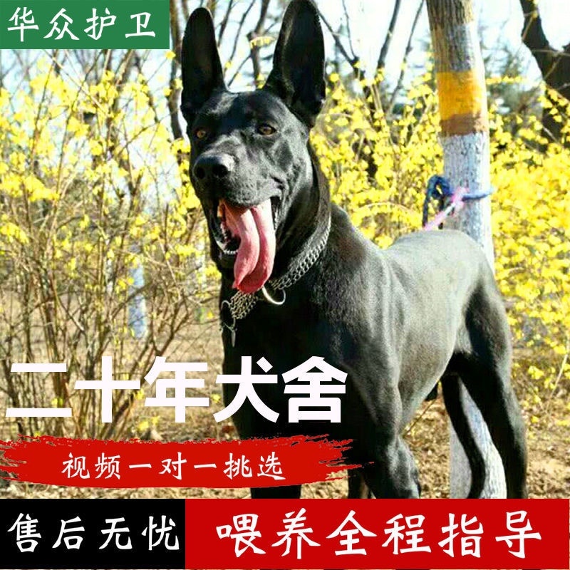 黑狼犬幼犬纯种巨大黑色狼狗正宗便宜看家护院镇宅辟邪