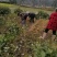 高产钩藤苗，成活率很高，谁种准丰收l，小投资大回报