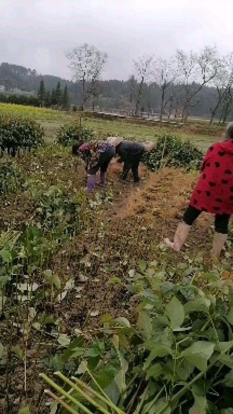 高产钩藤苗，成活率很高，谁种准丰收l，小投资大回报