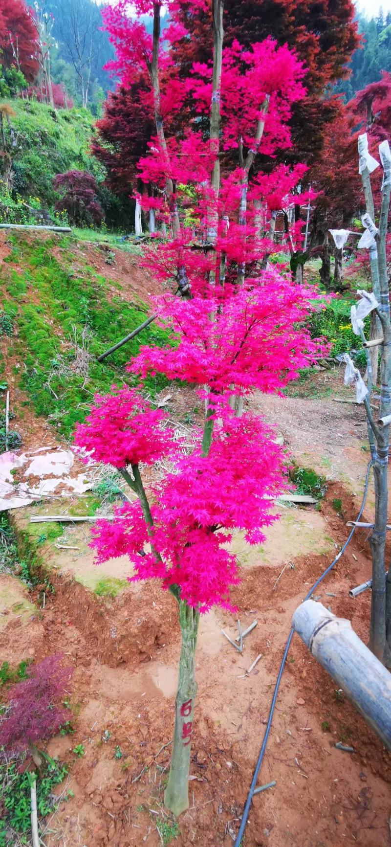 红枫桂花树银杏香樟树橘子树