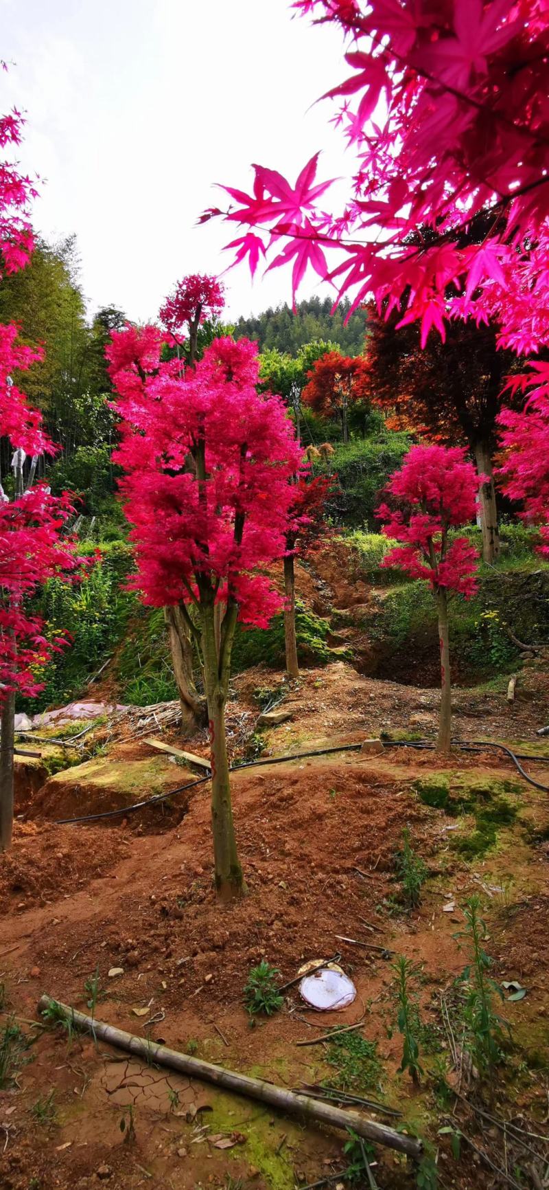 红枫桂花树银杏香樟树橘子树