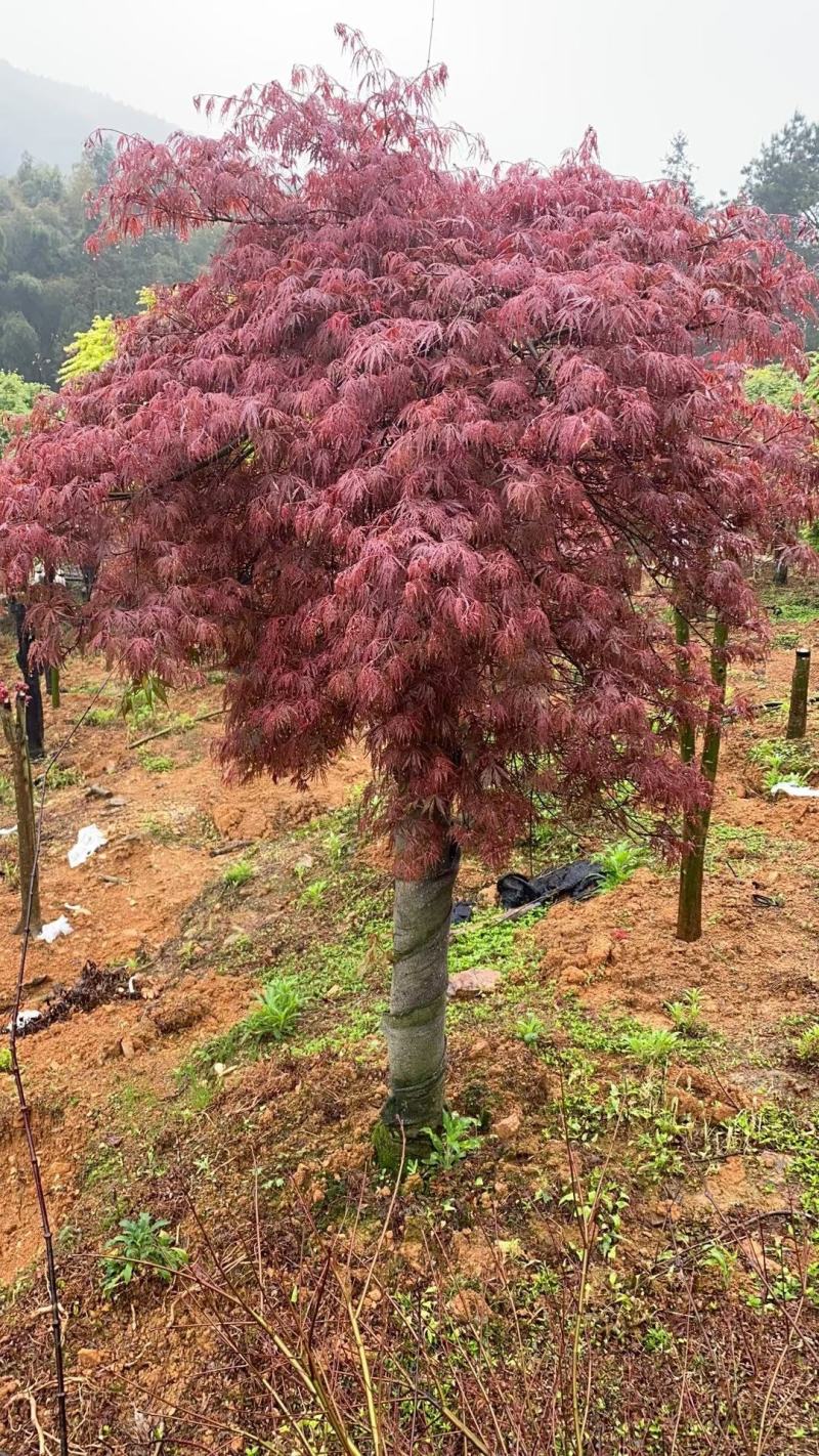 红枫桂花树银杏香樟树橘子树