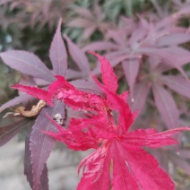 红枫桂花树银杏香樟树橘子树