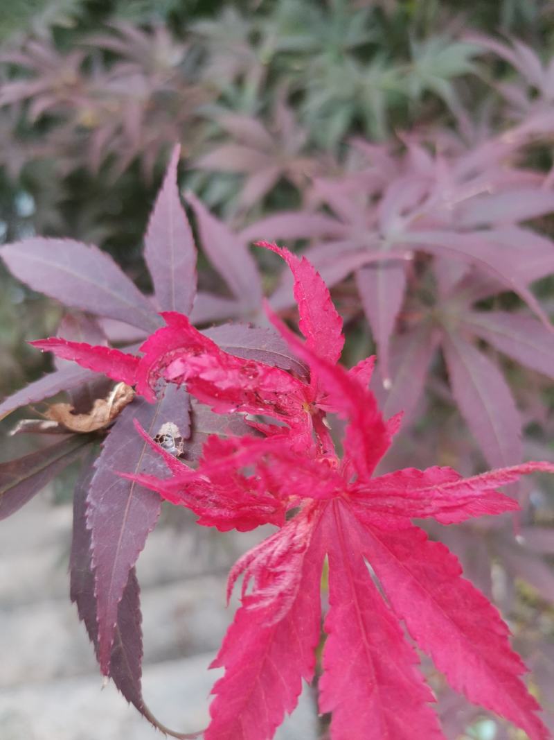 红枫桂花树银杏香樟树橘子树