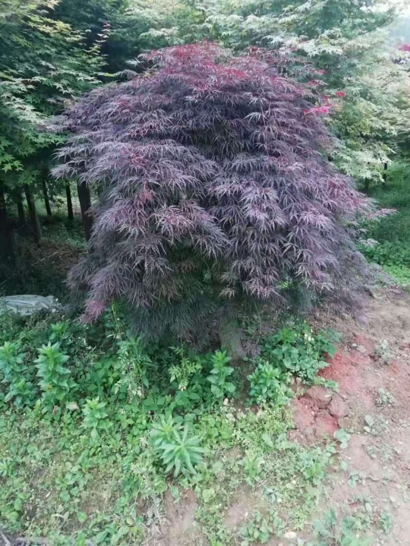 红枫桂花树银杏香樟树橘子树